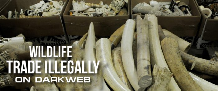 Wildlife Sold Illegally On the Dark Web